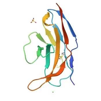 Anticorpo Monoclonal Coelhos Anti-Humano CD172b Conjugado a para Citometria de Fluxo - O00241