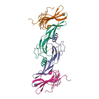 Anti-AMHR2 Monoclonal Antibody for WB, ELISA - Q16671