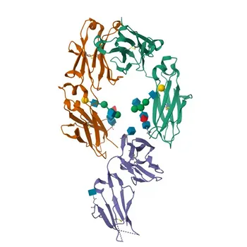 Anticuerpo monoclonal de conejo anti-CD16 Humano/Mono conjugado con PE para FC - P08637/O75015