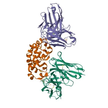 Anticorpo Monoclonal de Coelho Anti-Mesotelina para WB, IF-P, ELISA - Q13421