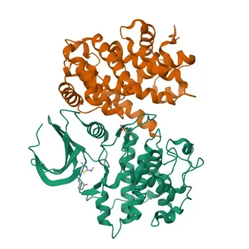 Anti-Cyclin A1/A2 Kaninchen monoklonaler Antikörper für WB, IP, ELISA - P20248 / P78396