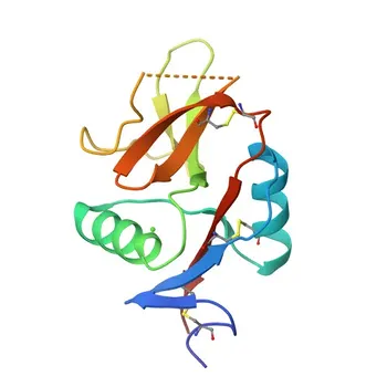 Anticorpo monoclonal de coelho anti-CD370/CLEC9A humano - Q6UXN8