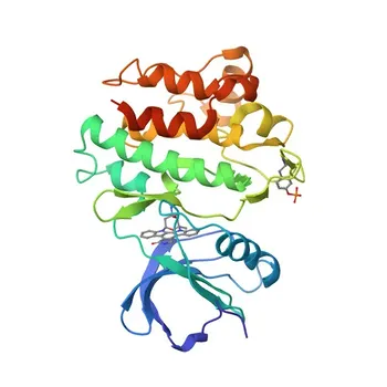 Anticorpo monoclonal de coelho anti-Fyn para WB, ELISA - P06241