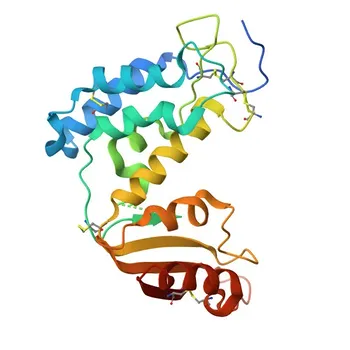 Coelho anti-Mouse CD38 Anticorpo Monoclonal para Citometria de Fluxo - P56528