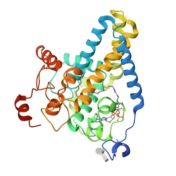 Anti-SCD1 Anticorpo Monoclonal de Coelho para WB, IF/ICC, ELISA - O00767