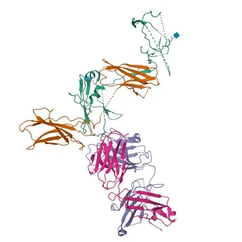 Rabbit anti-Human CD131 mAb for Flow Cytometry - P32927