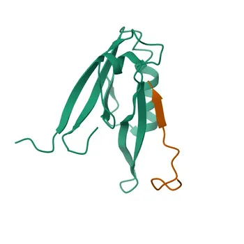 Coelho anti-Mouse CD144/VE-Cadherina Anticorpo Monoclonal para Citometria de Fluxo - P55284
