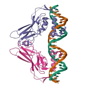 Anticorpo Monoclonal de Coelho Anti-Brachyury para WB, IF/ICC, ELISA - O15178