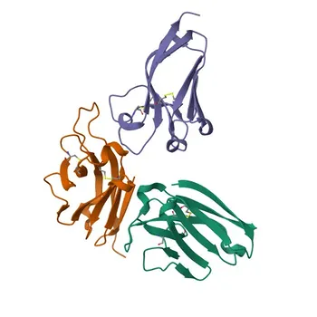 Anticorpo Monoclonal de Coelho Anti-CD300a Humano para Citometria de Fluxo - Q9UGN4