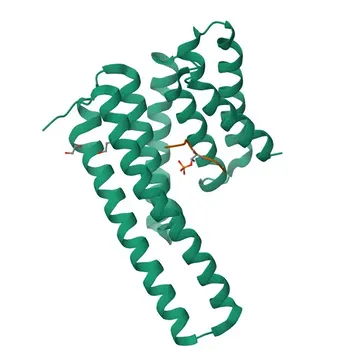 Anticorpo Monoclonal Anti-14-3-3 epsilon para WB, ELISA - P62258