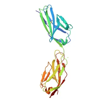 Rabbit anti-Mouse JAM-1/CD321 Monoclonal Antibody for Flow Cytometry - O88792