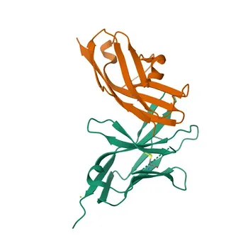 Anticorpo Monoclonal Coelho anti-Humano CD273/PD-L2 para Citometria de Fluxo - Q9BQ51