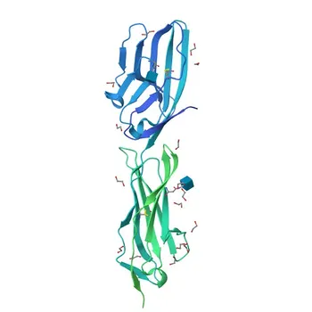 Anticorpo monoclonale PE coniglio anti-umano CD166/ALCAM per citometria a flusso - Q13740