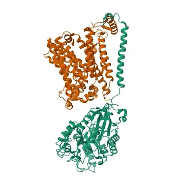 Anti-SLC7A11/xCT [Validado por KD] Anticorpo Monoclonal de Coelho para WB - Q9UPY5