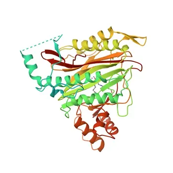 METAP2 Rabbit Monoclonal Antibody for WB, ELISA - P50579