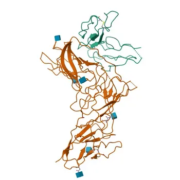 Anticorps monoclonal de lapin anti-humain CR2/CD21 pour FC - P20023