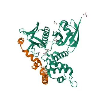 Phospho-NF2-S518 Kaninchen-pAk - P35240