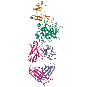 Anticorpo monoclonal anti-Proteína C para WB, IF-P, ELISA - P04070