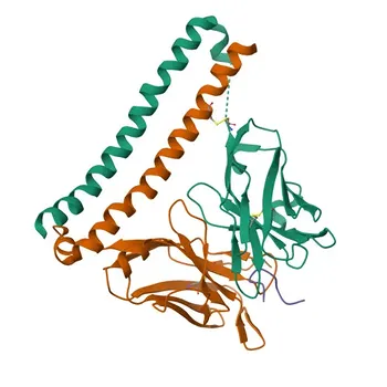 Anticuerpo Monoclonal de Conejo Anti-Podoplanina de Ratón Conjugado con APC para Citometría de Flujo - Q62011