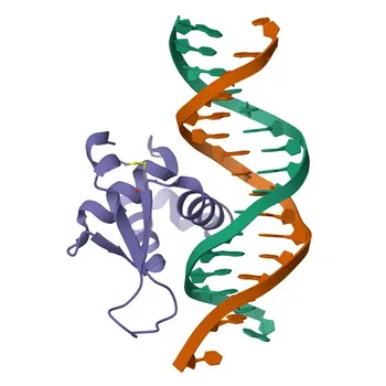 Anticorpo Monoclonale Anti-FOXL2 per WB, ELISA - P58012