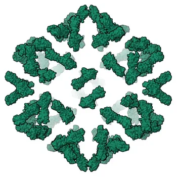 Anticorpo monoclonal de coelho anti-humano CAR/CXADR - P78310