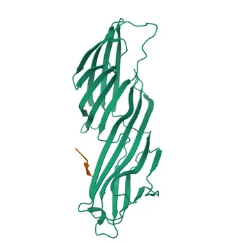 Фосфо-AP2M1-T156 Кроличьи pAb для Вестерн-блоттинга и ИФА - Q96CW1