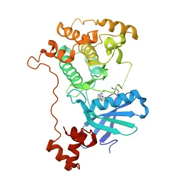 Anticorpo Monoclonale Coniglio Anti-MARK2 per WB ed ELISA - Q7KZI7