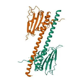 جسم مضاد وحيد النسل أرنبي مضاد لـ SET/TAF1 للتطبيقات WB و IHC-P و IF/ICC و IP و ELISA - Q01105