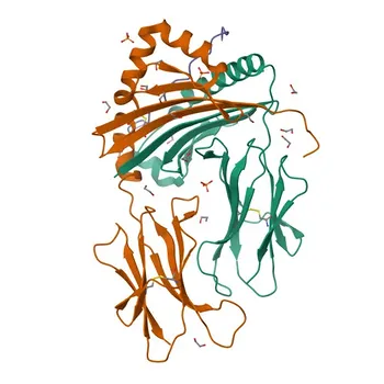 Anticorps monoclonal de lapin anti-HLA-DR pour WB, IF/ICC, ELISA - P01903