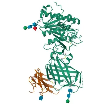 Anticorpo monoclonale di coniglio contro Lipoproteina lipasi (LPL) per WB, ELISA - P06858