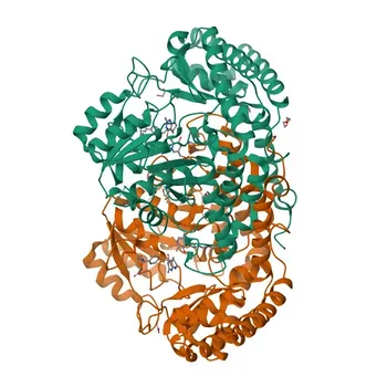 [Validado por KO] Anticorpo Monoclonal de Coelho Anti-SHMT2 para WB, IF, IHC, ELISA - P34897