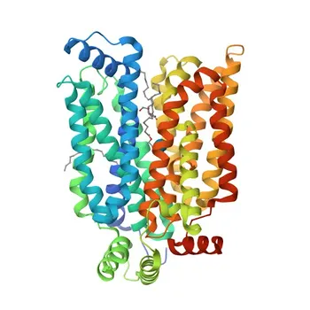 Anticuerpo Monoclonal de Conejo Anti-GLUT3/SLC2A3 para WB, IP, ELISA - P11169