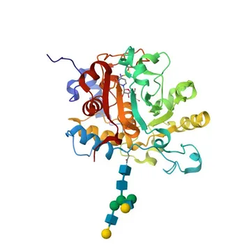 Anticorpo Monoclonal Coelho anti-Humano CD75 para FC - P15907