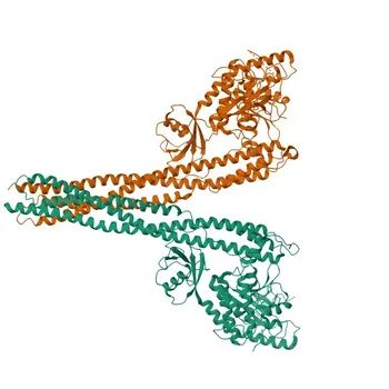 Anticorpo monoclonal de coelho anti-IKK beta para WB, IP, IF/ICC, ELISA - O14920