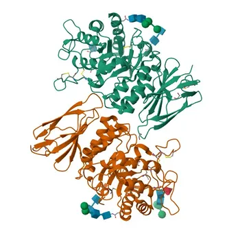 Anti-Galactosidase alpha (GLA) Monoclonal Antibody for WB, ELISA - P06280
