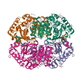Anticuerpo Monoclonal de Conejo Validado KO Anti-Lactato Deshidrogenasa B/LDH-B para WB, IHC-P, ELISA - P07195