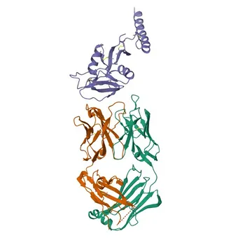 Anticorpo Monoclonal Coelho anti-Humano CLEC12A/CD371 para FC - Q5QGZ9