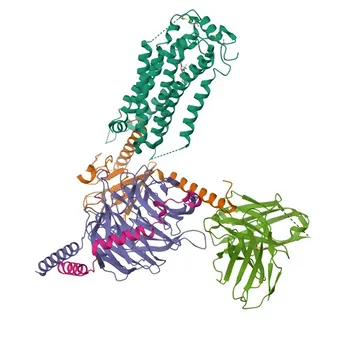 Anti-EDG1/HEXIM1 monoklonaler Antikörper für WB und ELISA - P21453