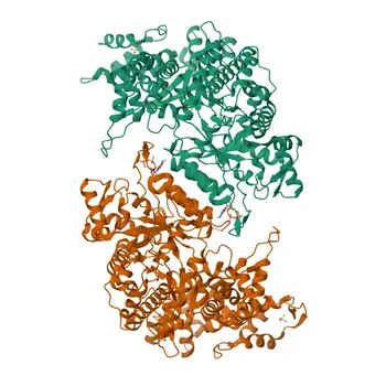 جسم مضاد أحادي النسيلة مضاد لـ RRM1 للاستخدام في ويسترن بلوت و ELISA - P23921