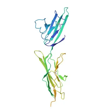 Anti-AGER Monoclonal Antibody for WB - Q15109