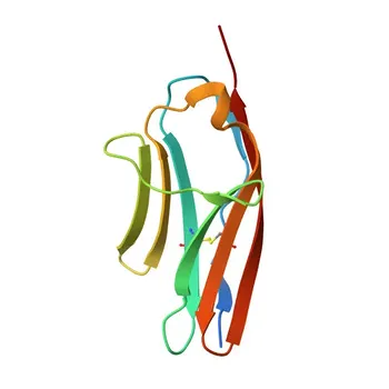 mAb di coniglio anti-MYLK per WB, ELISA - Q15746