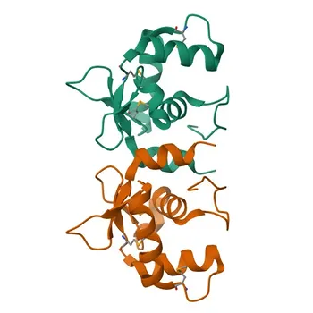 Rabbit anti-Human ERG Monoclonal Antibody for Intracellular Flow Cytometry - P11308