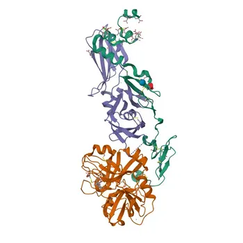 Rabbit anti-Human CD142 (Tissue Factor/TF) Monoclonal Antibody for Flow Cytometry - P13726
