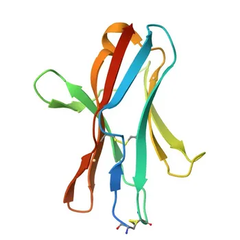 Anticorpo monoclonale anti-CD272/BTLA per FC - Q7TSA3