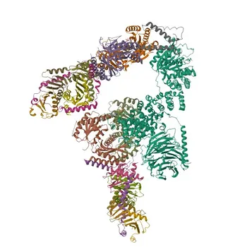 Anticorpo monoclonale di coniglio anti-TFEB validato KD per WB, IHC-P, ELISA, ChIP - P19484