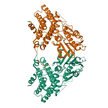 Anticorpo Monoclonal de Coelho Anti-PDK1/PDHK1 para WB, IHC-P, ELISA - Q15118