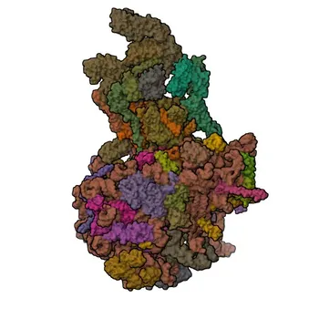 ［KD検証済み］WB、IHC-P、ELISA用HSP90B1ウサギモノクローナル抗体 - P14625