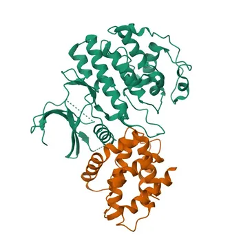 [KO Validated] Anticorpo monoclonale di coniglio anti-CDK5 - Q00535