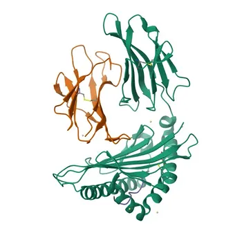Anticorpo monoclonale Anti-IRS2 per WB, IF/ICC, ELISA - Q9Y4H2
