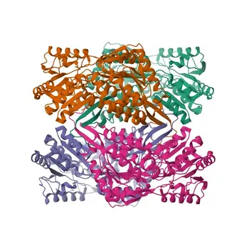 Anticorpo Monoclonal Anti-ALDH1A2 para WB, IHC-P, ELISA - O94788